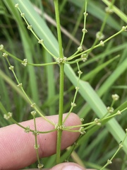 Lomandra decomposita