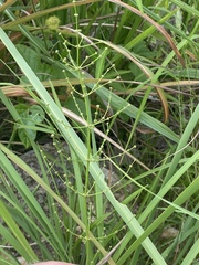 Lomandra decomposita