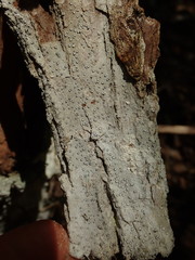 Lecanactis subfarinosa