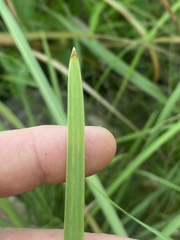 Lomandra decomposita