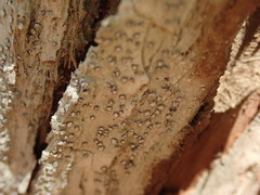 Lecanactis subfarinosa