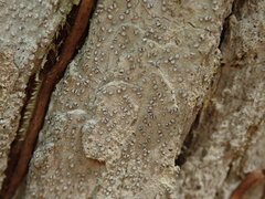 Lecanactis subfarinosa