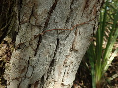 Lecanactis subfarinosa