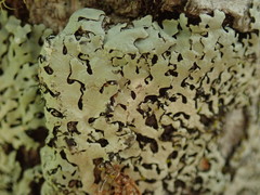 Hypotrachyna osseoalba