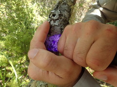 Hypotrachyna osseoalba