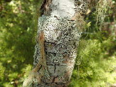 Hypotrachyna osseoalba