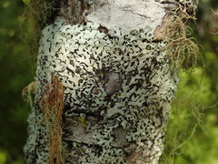 Hypotrachyna osseoalba