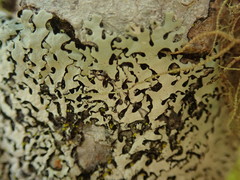 Hypotrachyna osseoalba