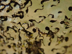 Hypotrachyna osseoalba