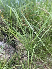 Lomandra decomposita