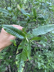 Gardenia scabrella