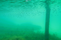 Spratelloides robustus