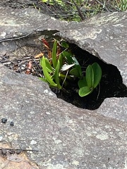 Dendrobium speciosum speciosum