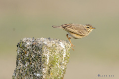 Anthus rufulus