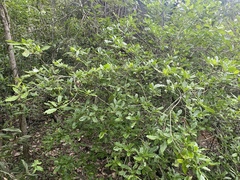 Gardenia scabrella