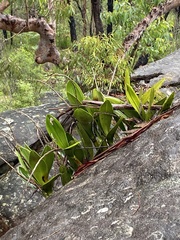 Dendrobium speciosum speciosum