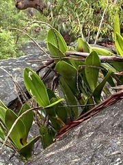 Dendrobium speciosum speciosum