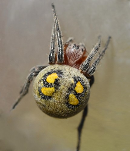 Araneus carchi · iNaturalist