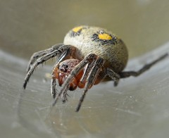Araneus carchi
