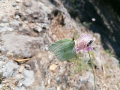 Gonepteryx cleopatra