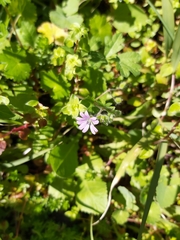 Geranium molle