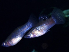 Poecilia orri