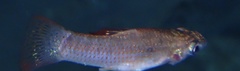 Poecilia orri