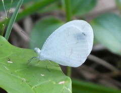 Leptosia