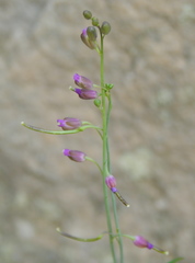 Pennellia