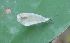 Leptosia