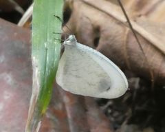 Leptosia