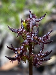 Genoplesium simulans