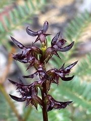 Genoplesium simulans