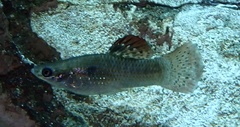 Poecilia orri