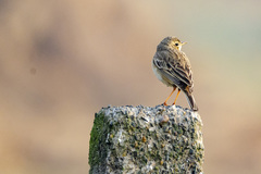 Anthus