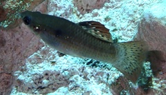 Poecilia orri