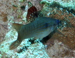 Poecilia orri