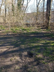 Turdus philomelos clarkei