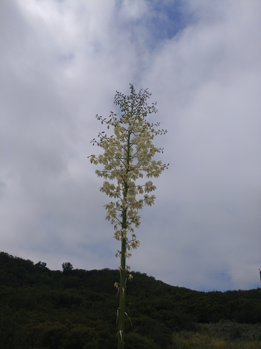 iNaturalist observation photo of chaparral yucca