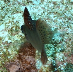 Poecilia orri