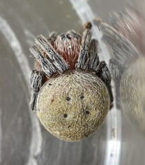 Araneus carchi