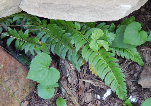 Polystichum lonchitis iNat (2)