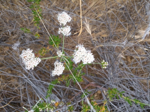iNaturalist observation photo of California Buckwheat