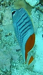 Chaetodon mertensii