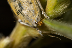 Trichomyrmex destructor