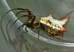 Micrathena rubicundula