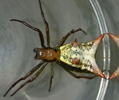 Micrathena rubicundula