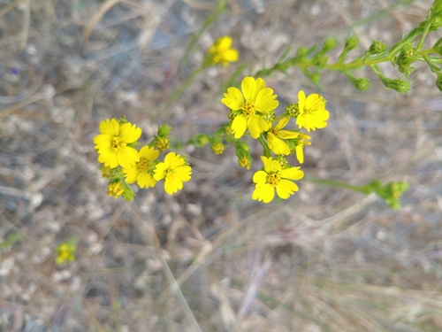 iNaturalist observation photo of Clustered Tarweed