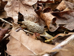 Morchella importuna
