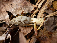 Morchella importuna